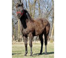 Foal I.D. # 20