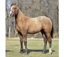 2011 Yearling Colt I.D. # 34