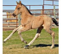 2012 Filly I.D. # 40