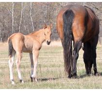 2012 Filly I.D. # 46