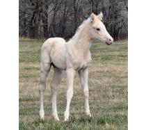 2012 filly I.D. # 51