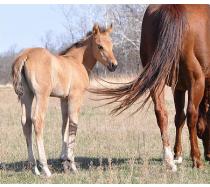 2012 filly I.D. # 53