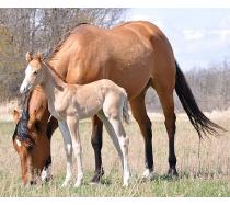 2012 filly I.D. # 165