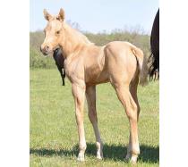 2012 Filly I.D. # 17