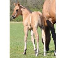2012 Filly I.D. # 33