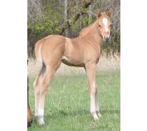 2012 Filly I.D. # 35