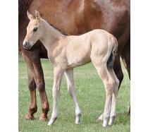 2012 Filly I.D. # 41