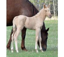 2012 Filly I.D. # 67