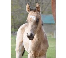 2012 Filly I.D. # 141