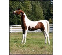 CH Kenai