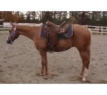 MWS Perfect N Gold