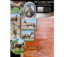 Mr FL Fancy Pants