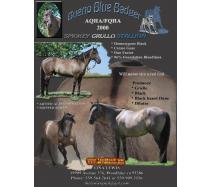 Bueno Blue Badger