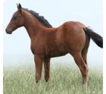 Buster Brown(AQHA name pending) Buster Brown(AQHA name pending)
