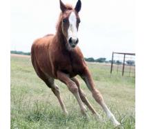 2011 Lil Lena Long Legs Filly 2011 Lil Lena Long Legs Filly