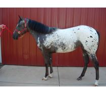2010 Filly  by Jo Re's Heartthrob