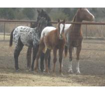 2010 Sweet Chablis Filly 2010 Sweet Chablis Filly