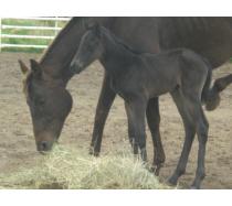 2011 Honkytonk Lyric Filly 2011 Honkytonk Lyric Filly
