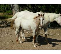 ITS CASHS LADY OH 201 colt ITS CASHS LADY OH 201 colt