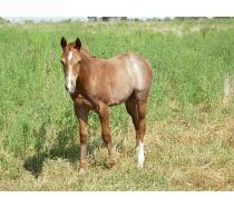 2010 Filly by SPARKLE PEPPY BARS out of Its Cashs Peachs 2010 Filly by SPARKLE PEPPY BARS out of Its Cashs Peachs