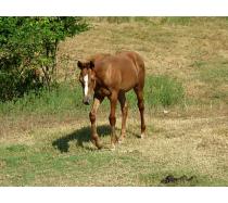 2010 Filly by It's A Union Magic 2010 Filly by It's A Union Magic